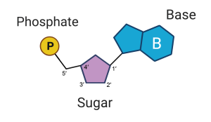 Nucleic acid