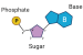 Nucleic acid