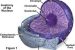 Nucleus