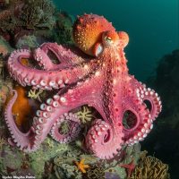 Octopus