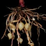 New Ginger species with medicinal properties discovered in Andamans