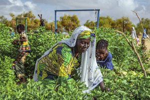 Border Area Development Programme: Features and Implementation Issues