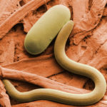 Pests eat away India’s 35% of total crop yield: ICAR scientist