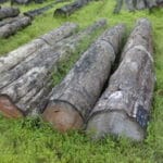 Kerala’s Nilambur teak to get GI tag