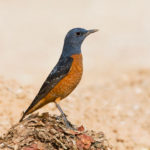 India to host 13th COP of the UN Convention on the Conservation of Migratory Species