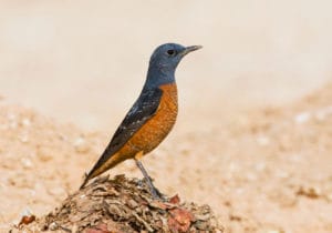 India to host 13th COP of the UN Convention on the Conservation of Migratory Species