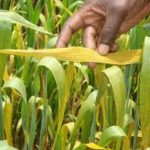FAO calls for International collaboration on wheat rust