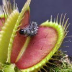 Scientists identify evolutionary pathway of pitcher plants