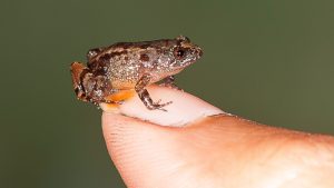 Scientists discover four new miniature frog species in Western Ghats