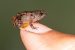 Scientists discover four new miniature frog species in Western Ghats