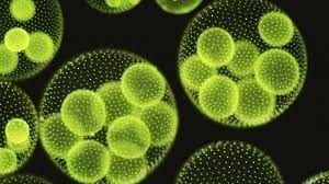 Microalgae Use Light-Responsive Protein to Thrive Amid Global Warming