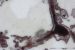 World's oldest fossils discovered in Quebec, Canada
