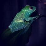 Scientists discover world’s first fluorescent frog in Argentina