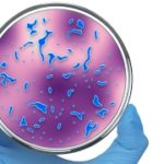 Scientists discovers protein PorB that increases effectiveness of vaccines against cancer