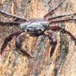 Tree-dwelling crab species Kani maranjadu found in Kerala