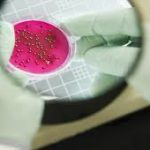 Scientists identify fungus that eats plastic