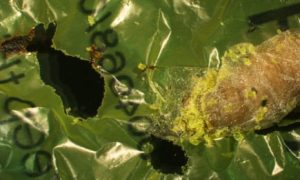 Wax worm caterpillars found to eat Plastics