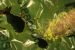 Wax worm caterpillars found to eat Plastics