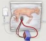 Scientists create 'Artificial Womb'