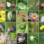 India’s biodiversity riches increases by 499 species