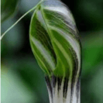 Fact Box: Cobra Lily