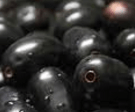 Scientists at IIT Create Low Cost Solar Cells using Jamun