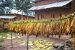 Problems of Tobacco Farmers in India