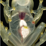 Fact Box: See Through Frog