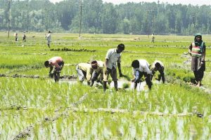 Agricultural Labourers