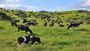Prevention of Cruelty to Animals (Regulation of Livestock Markets) Rules, 2017