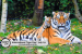 29 July: International Tiger Day