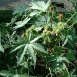Assessment Report on Invasive Alien Species and their Control