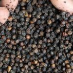 CAC adopts Codex standards for three spices
