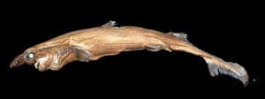 Scientists discover glow-in-the-dark shark in Pacific