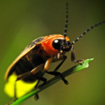 Which group of chemicals is responsible for the yellow light emission from many firefly species?