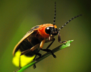 Which group of chemicals is responsible for the yellow light emission from many firefly species?