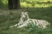 In a first, ‘White tiger’ spotted in Nilgiris