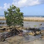Sunderbans mangrove depleting alarmingly: Study