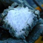 China successfully produces gas from flammable ice under South China Sea