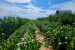 New State/ UT Agricultural Produce Marketing (Development and Regulation) Bill