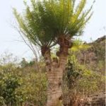 Two new species of Cycas discovered