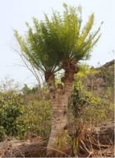 Two new species of Cycas discovered