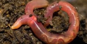 Two new species of Earthworm discovered in Kerala
