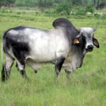 Foot and Mouth Disease