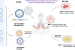 CRISPR/CAS9 Technology: Meaning, Scope, Ethical and Safety Concerns