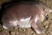 Nasikabatrachus bhupathi: New frog species with pig face discovered