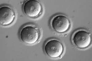Scientists successfully use CRISPR to fix a genetic mutation causing Hypertrophic Cardiomyopathy disease