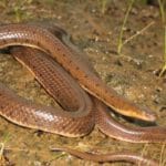 Aquatic Rhabdops: New species of non-venomous aquatic snake discovered in Western Ghats