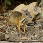 Mouse deer reintroduced for first time in Telangana forest