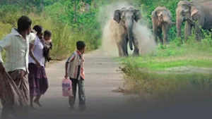 New Plan to curb Human-Elephant conflict